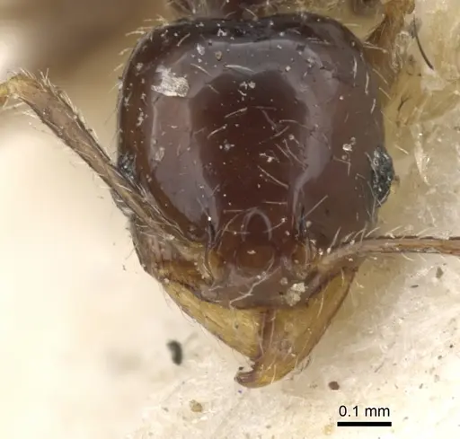 Pheidole insipida specimen CASENT0901555 image casent0901555_2
