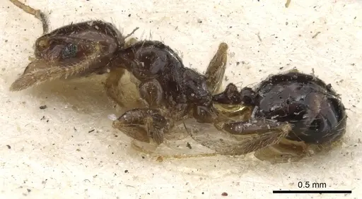 Pheidole insipida specimen CASENT0901555 image casent0901555_3