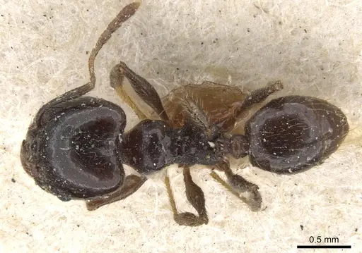 Pheidole insipida specimen CASENT0901556 image casent0901556_1