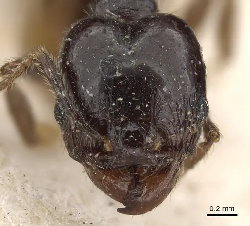 Pheidole insipida specimen CASENT0901556 image casent0901556_2