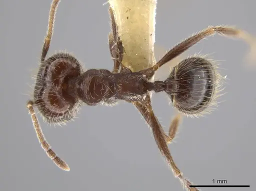 Pheidole insipida specimen INBIOCRI002279444 image inbiocri002279444_1