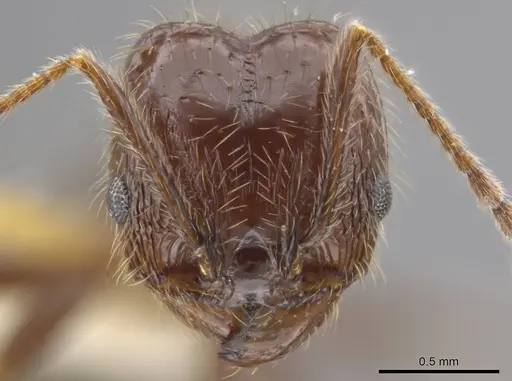 Pheidole insipida specimen INBIOCRI002279444 image inbiocri002279444_2