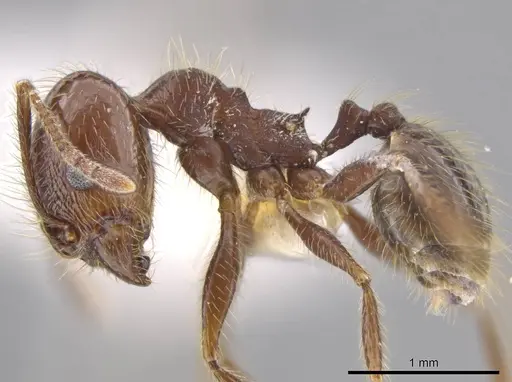 Pheidole insipida specimen INBIOCRI002279444 image inbiocri002279444_3
