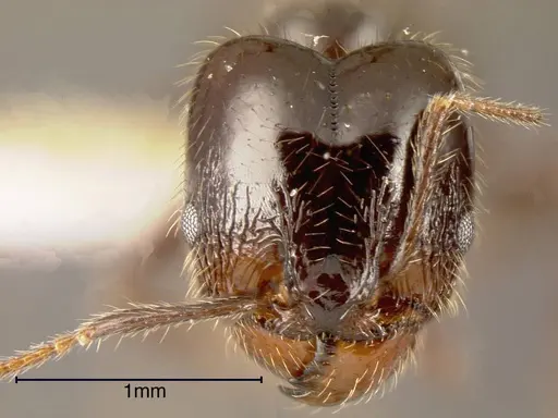Pheidole insipida specimen INBIOCRI002279445 image inbiocri002279445_1