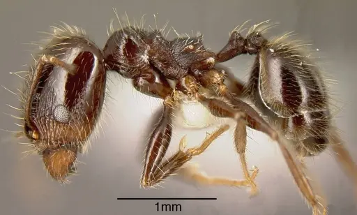 Pheidole insipida specimen INBIOCRI002279445 image inbiocri002279445_2