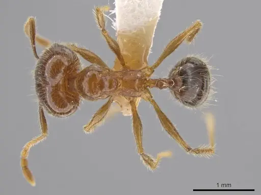 Pheidole insipida specimen INBIOCRI002279449 image inbiocri002279449_1