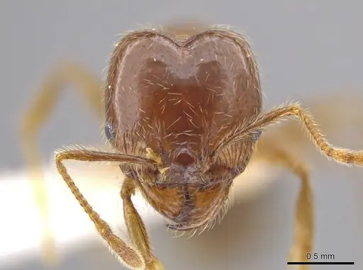 Pheidole insipida specimen INBIOCRI002279449 image inbiocri002279449_2