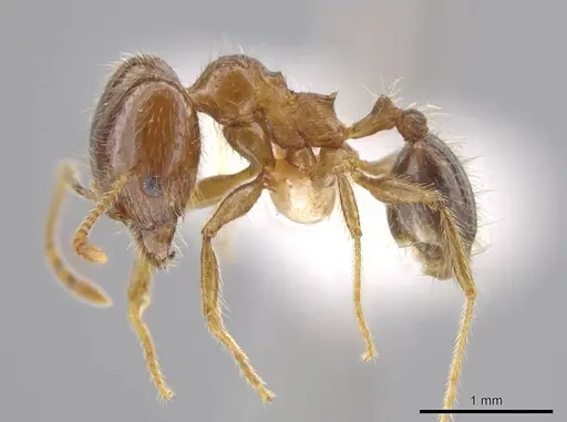 Pheidole insipida specimen INBIOCRI002279449 image inbiocri002279449_3