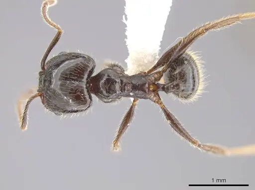 Pheidole insipida specimen JTLC000007121 image jtlc000007121_1
