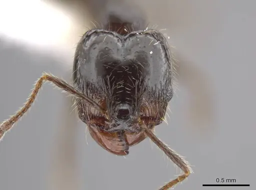 Pheidole insipida specimen JTLC000007121 image jtlc000007121_2