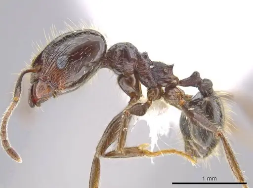 Pheidole insipida specimen JTLC000007121 image jtlc000007121_3