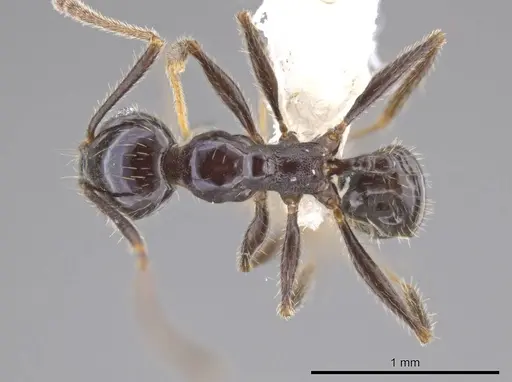Pheidole insipida specimen JTLC000007122 image jtlc000007122_1