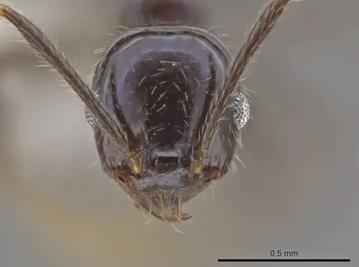 Pheidole insipida specimen JTLC000007122 image jtlc000007122_2