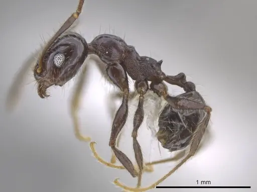 Pheidole insipida specimen JTLC000007122 image jtlc000007122_3