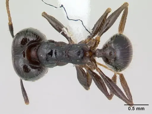 Pheidole insipida specimen JTLC000007344 image jtlc000007344_1