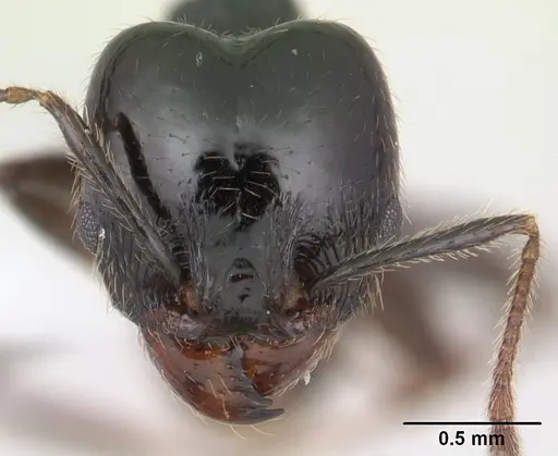Pheidole insipida specimen JTLC000007344 image jtlc000007344_2