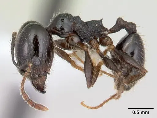 Pheidole insipida specimen JTLC000007344 image jtlc000007344_3