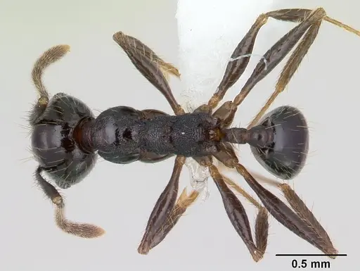 Pheidole insipida specimen JTLC000007345 image jtlc000007345_1
