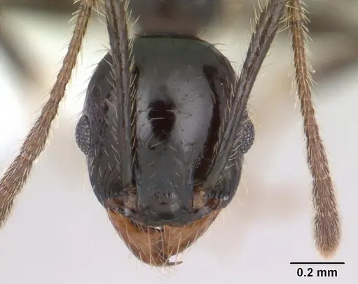 Pheidole insipida specimen JTLC000007345 image jtlc000007345_2