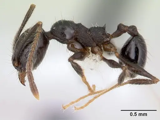 Pheidole insipida specimen JTLC000007345 image jtlc000007345_3