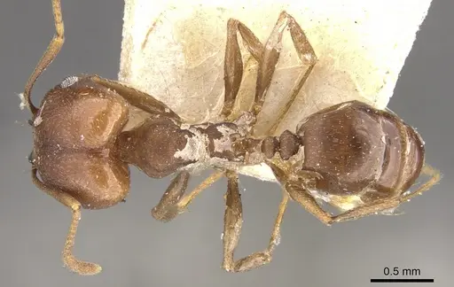 Pheidole inversa specimen CASENT0901580 image casent0901580_1