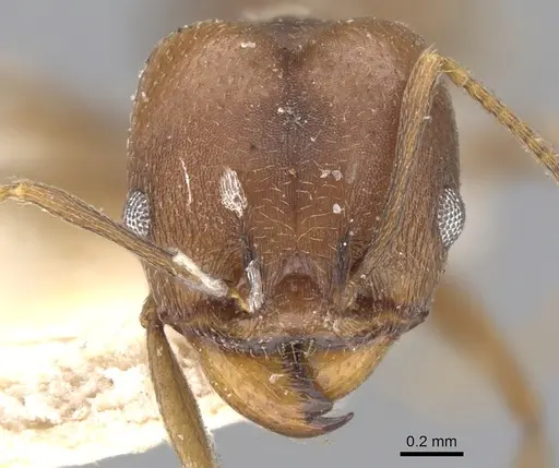 Pheidole inversa specimen CASENT0901580 image casent0901580_2