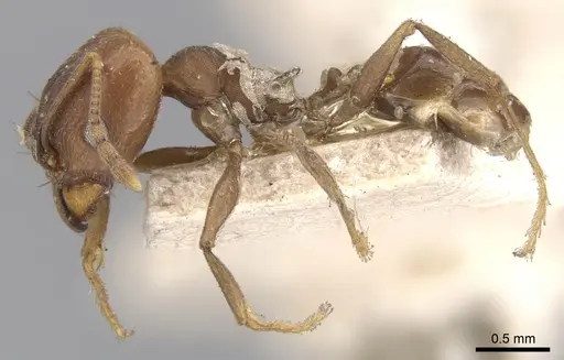 Pheidole inversa specimen CASENT0901580 image casent0901580_3