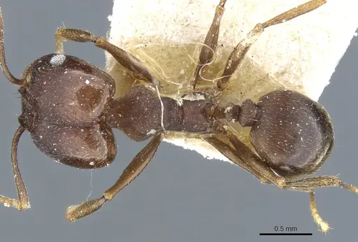 Pheidole inversa specimen CASENT0904318 image casent0904318_1