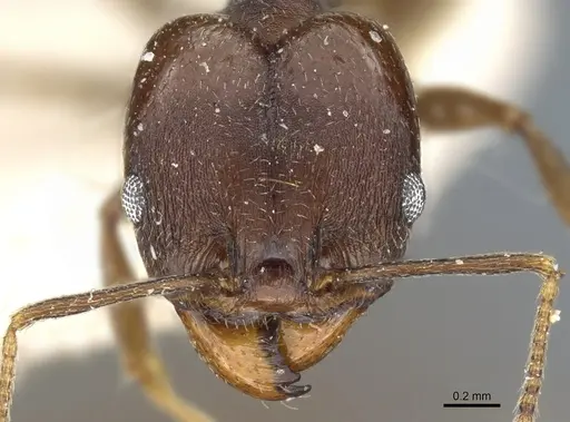 Pheidole inversa specimen CASENT0904318 image casent0904318_2
