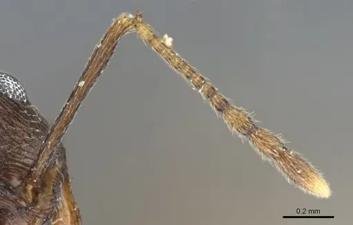 Pheidole inversa specimen CASENT0904318 image casent0904318_3