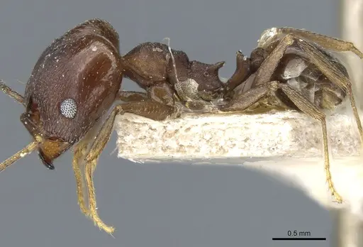 Pheidole inversa specimen CASENT0904318 image casent0904318_4