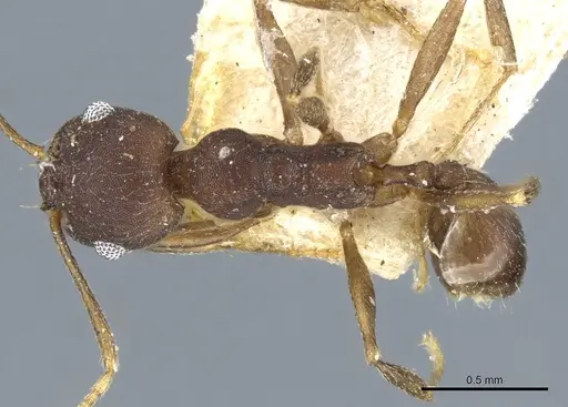 Pheidole inversa specimen CASENT0904319 image casent0904319_1