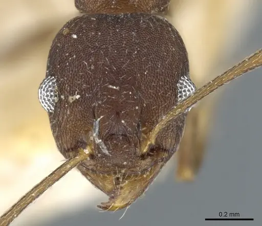 Pheidole inversa specimen CASENT0904319 image casent0904319_2
