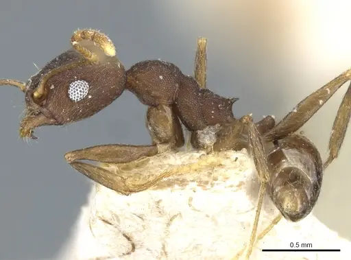 Pheidole inversa specimen CASENT0904319 image casent0904319_3