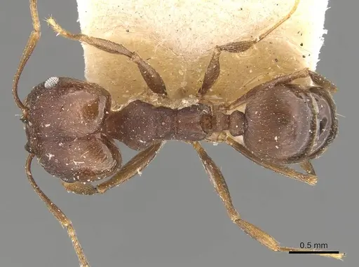 Pheidole inversa specimen CASENT0908102 image casent0908102_1