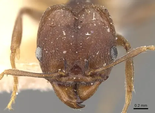 Pheidole inversa specimen CASENT0908102 image casent0908102_2