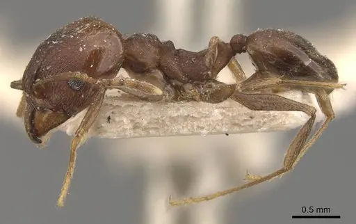Pheidole inversa specimen CASENT0908102 image casent0908102_3
