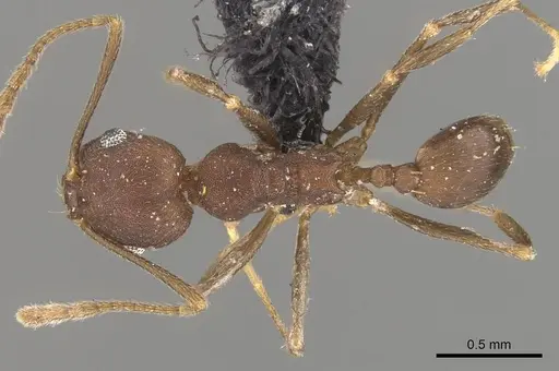 Pheidole inversa specimen CASENT0908103 image casent0908103_1