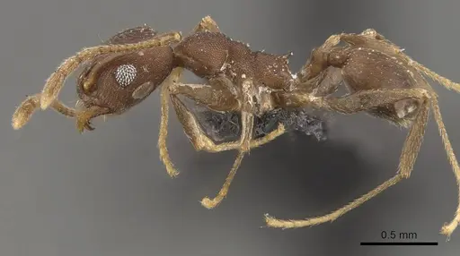 Pheidole inversa specimen CASENT0908103 image casent0908103_3