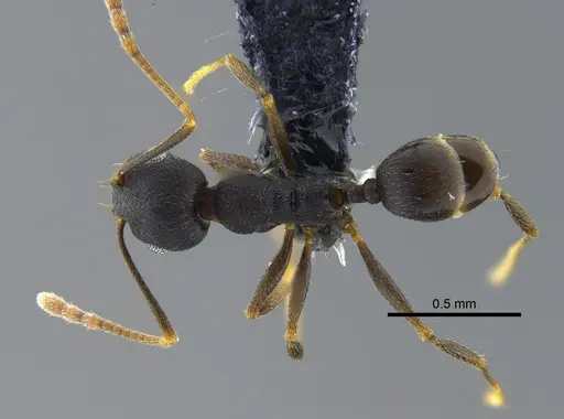 Pheidole inversa specimen CBUMAGENT42072 image cbumagent42072_1