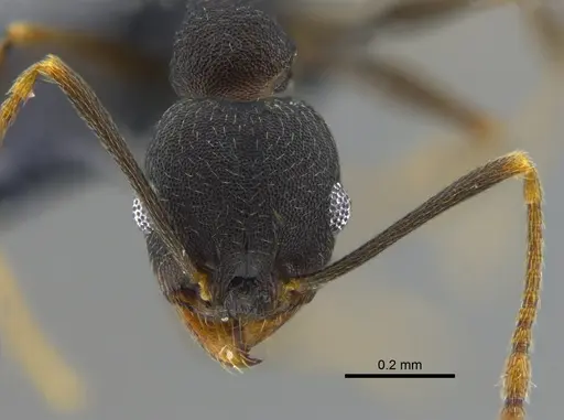 Pheidole inversa specimen CBUMAGENT42072 image cbumagent42072_2