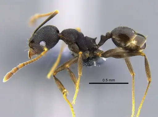 Pheidole inversa specimen CBUMAGENT42072 image cbumagent42072_3