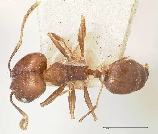 Pheidole inversa specimen FOCOL0767-1 image focol0767-1_1
