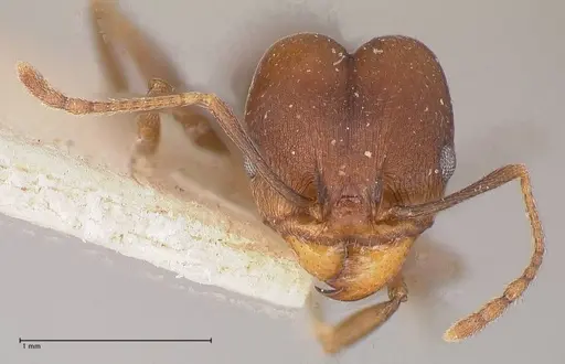 Pheidole inversa specimen FOCOL0767-1 image focol0767-1_2