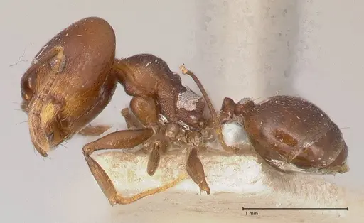 Pheidole inversa specimen FOCOL0767-1 image focol0767-1_3
