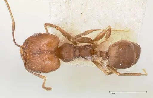 Pheidole inversa specimen FOCOL0767-2 image focol0767-2_1
