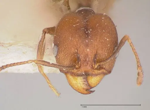 Pheidole inversa specimen FOCOL0767-2 image focol0767-2_2