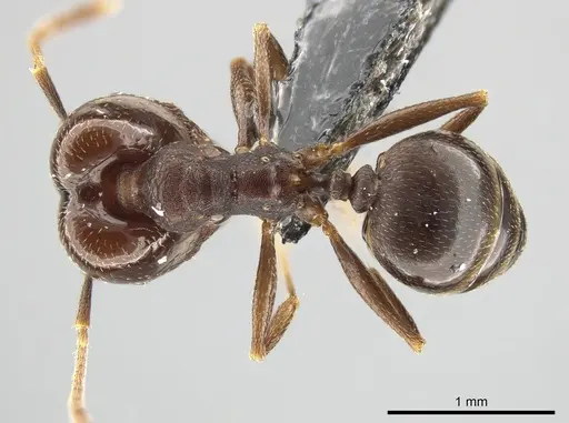 Pheidole inversa specimen JTLC000010431 image jtlc000010431_1