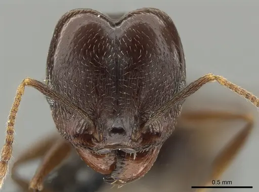 Pheidole inversa specimen JTLC000010431 image jtlc000010431_2