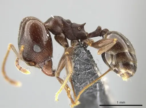 Pheidole inversa specimen JTLC000010431 image jtlc000010431_3